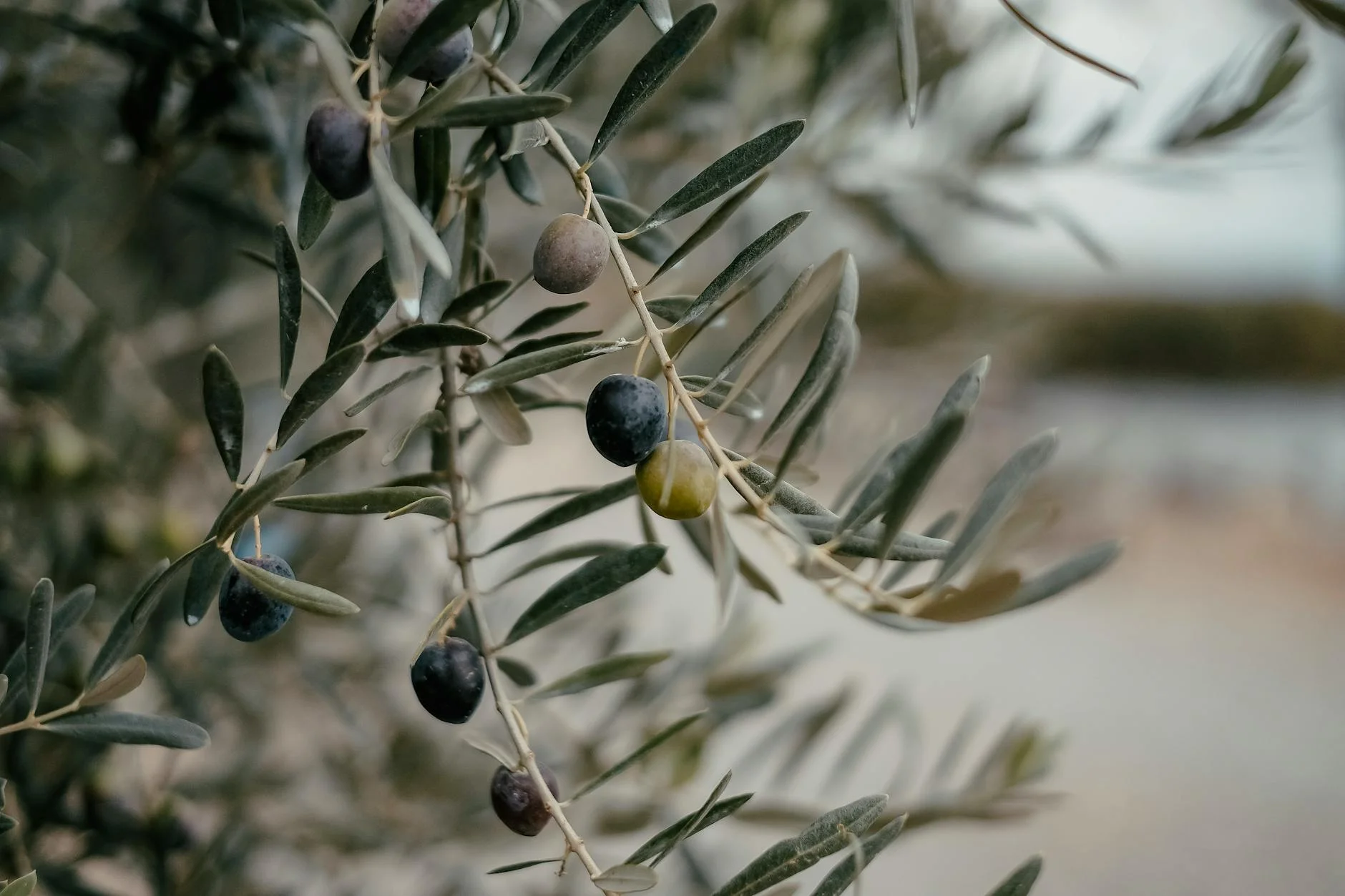 Olive Branch
